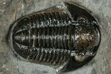 Detailed Gerastos Trilobite Fossil - Morocco #311234-2